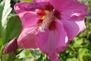Hibiscus 'Aphrodite' 